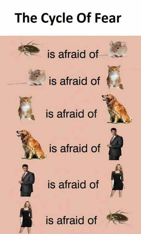 Cycle of fear.jpg