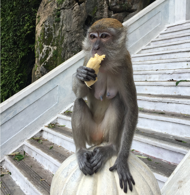 This is my new friend. We met at a temple, but don't remember much of the temple. It was in some caves or something. There were so many cute monkeys there, so I mostly just watched them eat bananas and steal peoples stuff. Haha!