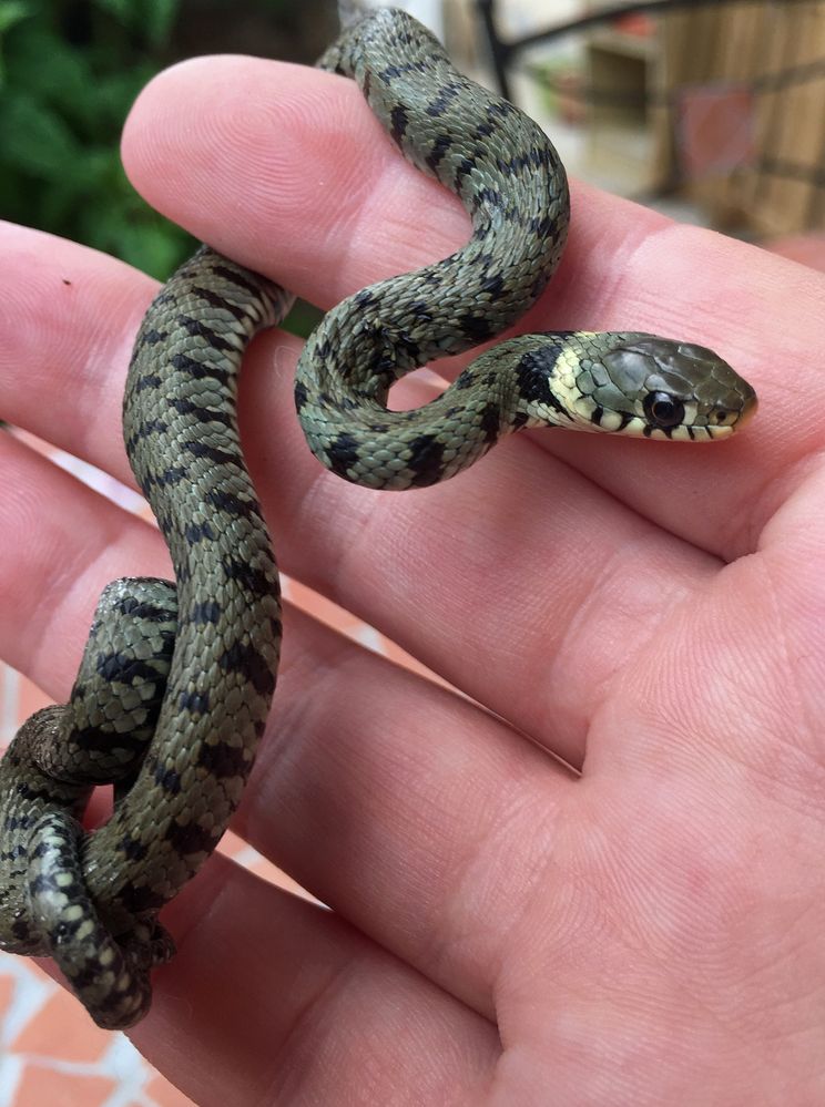 Natrix Natrix (grass snake) baby