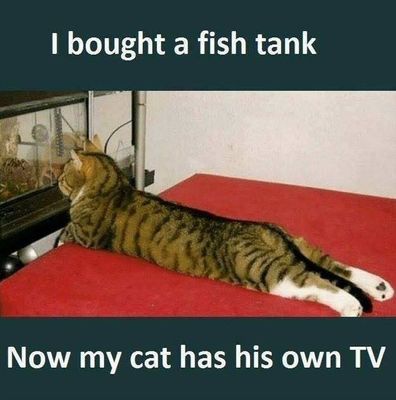 Cat tv.jpg