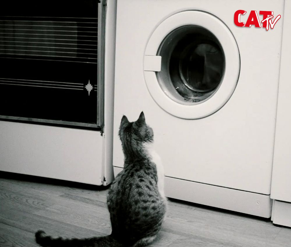 cat-tv.jpg