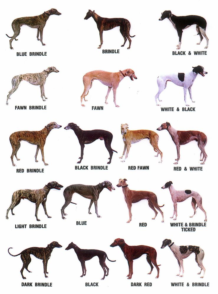Greyhound_Colors.jpg
