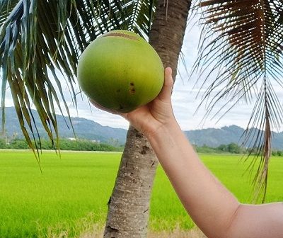 Go straight for coconuts!