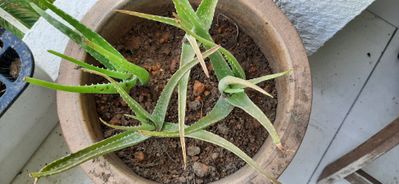 Aloes in a claypot