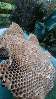Bienenwabe Komposter halbe Gr.jpg